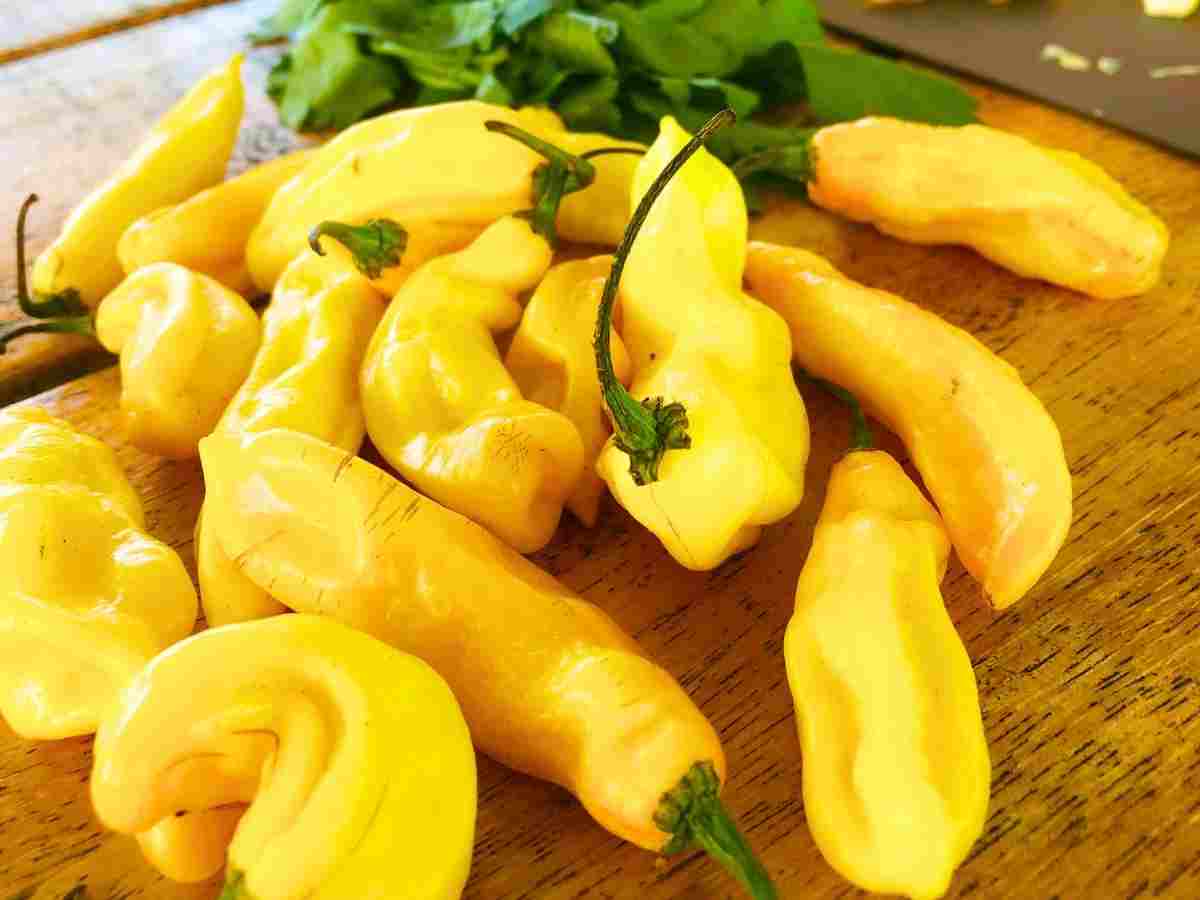 a plate of yellow Madame Janette peppers, also known as Suriname peppers