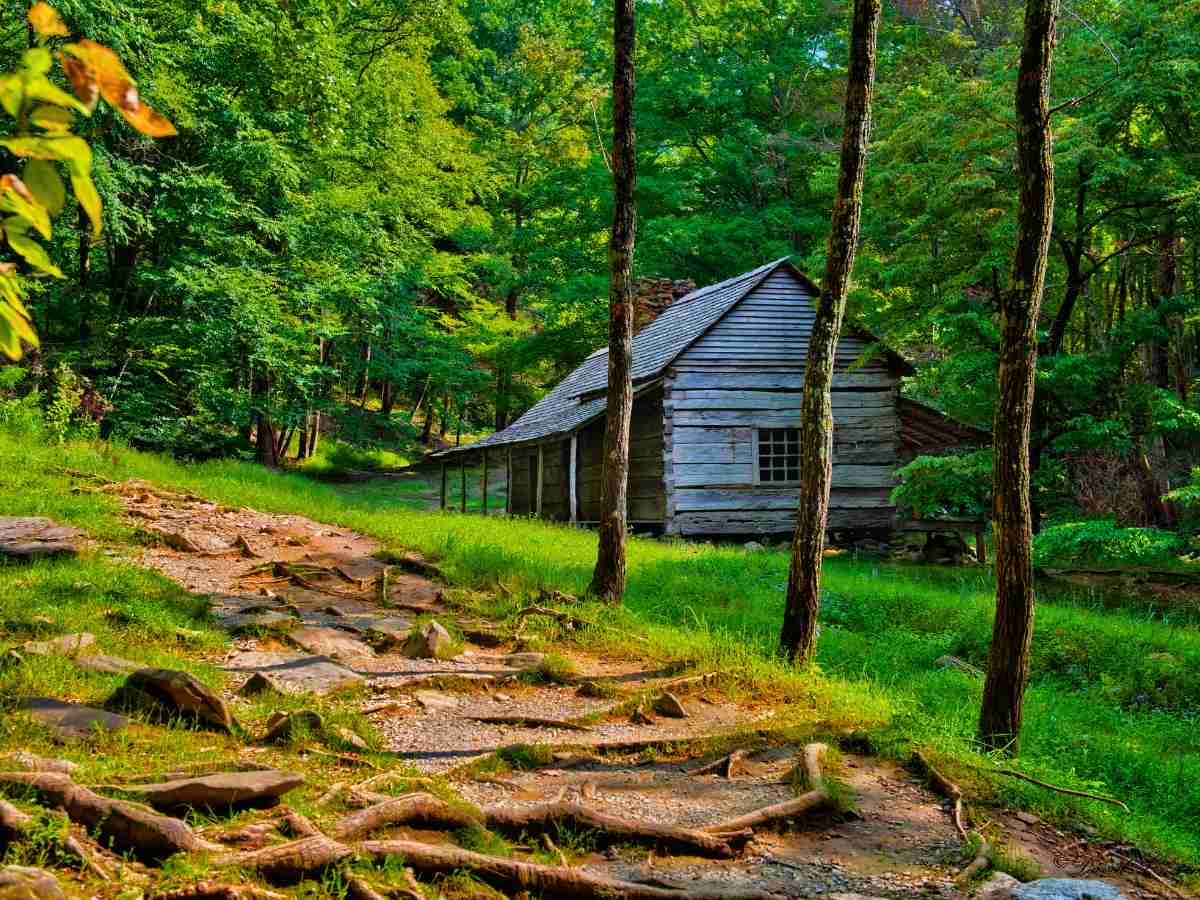Image of Noah 'Bud' Ogle cabin sitting among lush greenery, with a wooded path leading through the dense forest
