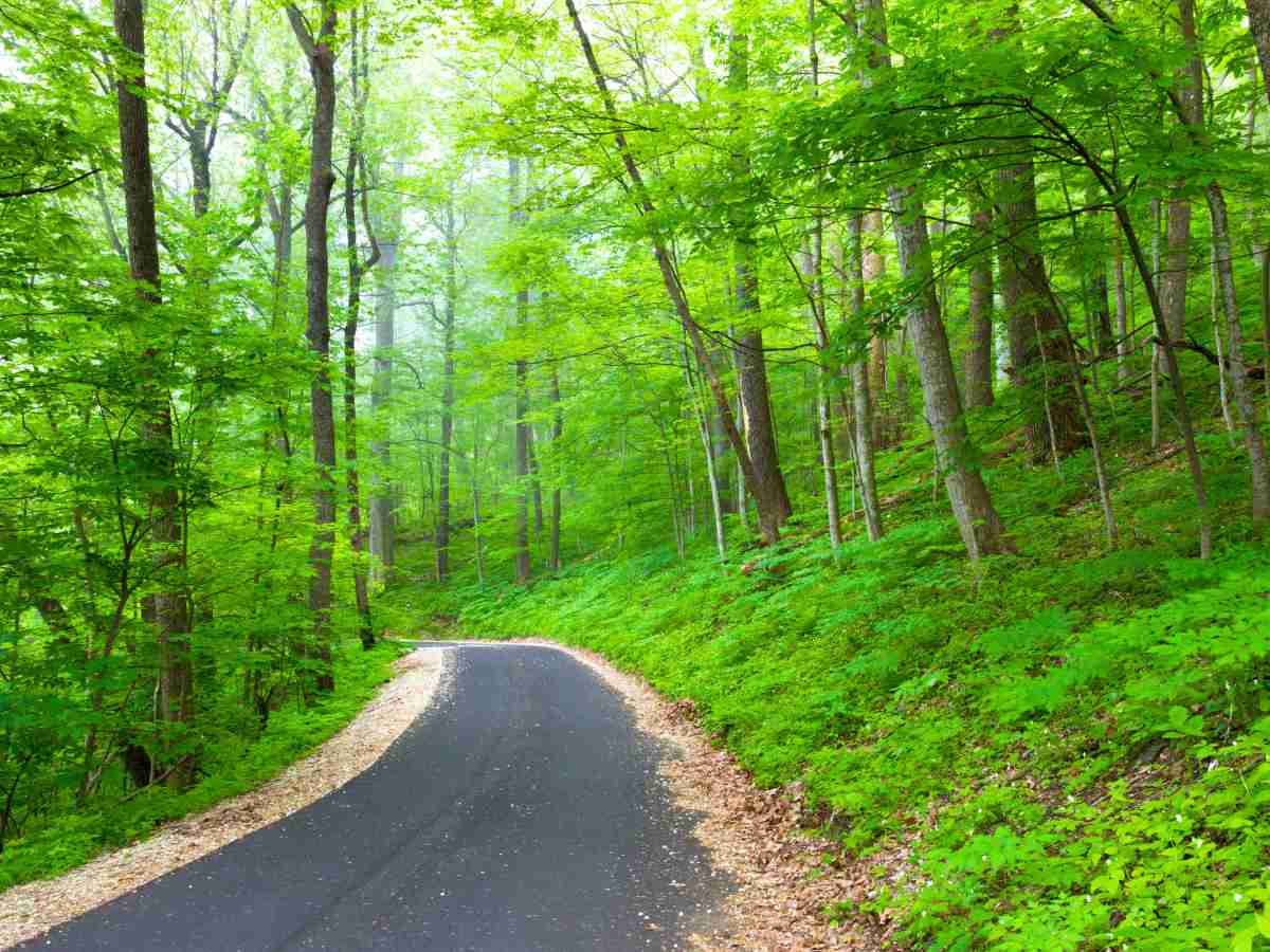 One-lane road winding through the dense forests of Roaring Fork Motor Trail in the Smoky Mountains